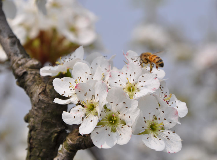 Flying bee